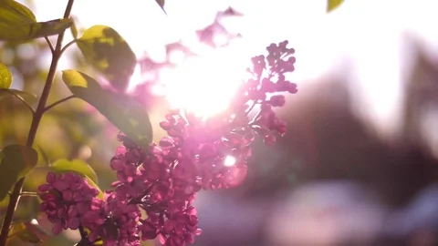 Light Streaming Through Blooms on Tree 02 Stock Footage 81190411