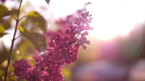 Light Streaming Through Blooms on Tree 03 Vídeos de archivo 81190553