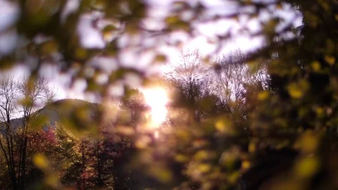 Light Streaming Through Leaves 02 Stock Footage 81190380