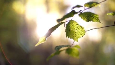 Light Streaming Through Leaves 03 Stock Footage 81190420