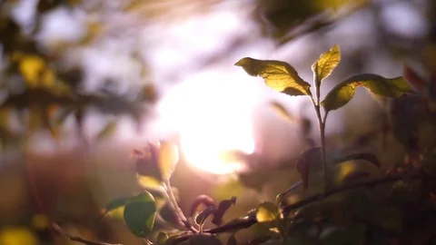Light Streaming Through Leaves 04 Stock Footage 81190507
