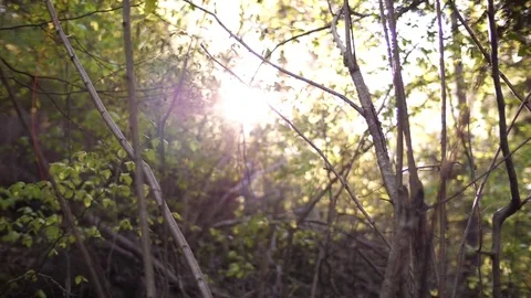 Light Streaming Through Trees in Forest 01 Stock Footage 81190300