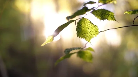 Light Streaming Through Trees in Forest  Stock Footage 81190442