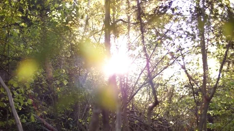Light Streaming Through Trees in Forest 03 Stock Footage 81190444