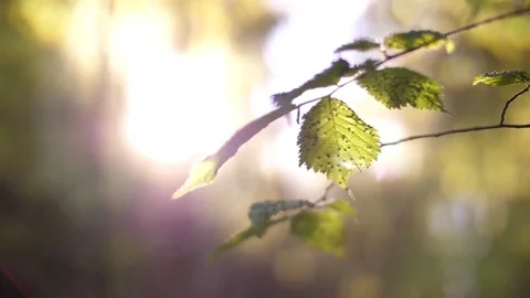 Light Streaming Through Trees in Forest 04 Stock Footage 81190476
