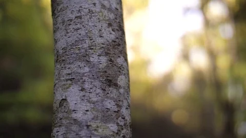 Light Streaming Through Trees in Forest 05 Stock Footage 81190512