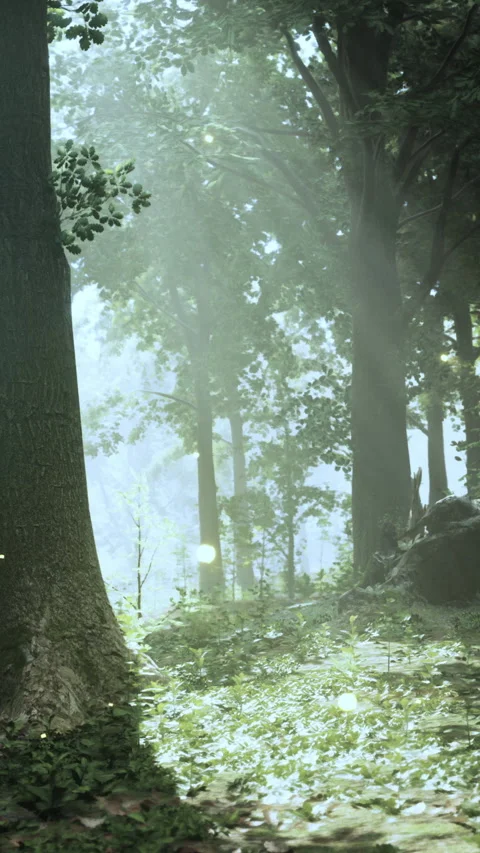 Light streams through trees in a forest during morning time in spring season Stock Footage 340640305