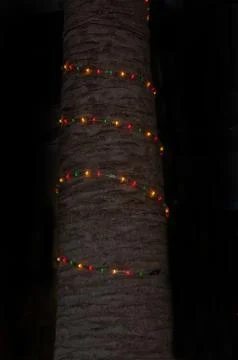 Light string tree Stock Photos
