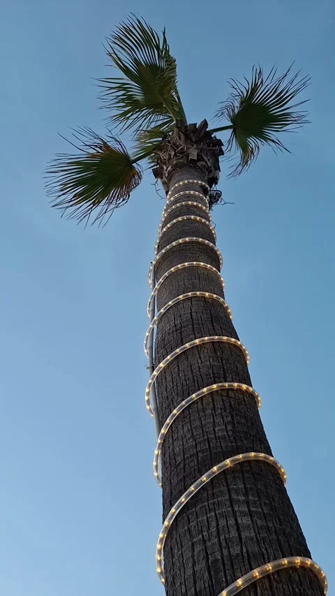 Light strip on palm tree against night sky tvai Stock Footage 337355480