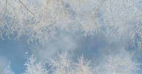 Light subtle snowflakes falling from the tops of snow-covered trees Stock Footage 149418028