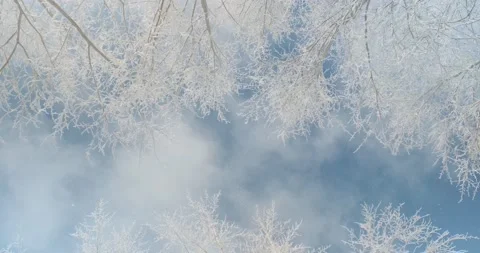 Light subtle snowflakes falling from the tops of snow-covered trees Stock Footage 149418112