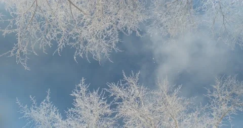 Light subtle snowflakes falling from the tops of snow-covered trees Stock Footage 149418436