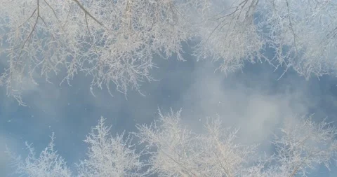 Light subtle snowflakes falling from the tops of snow-covered trees Stock Footage 149418449