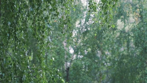 Light Summer Rain among Birch Trees Stock Footage 103272006