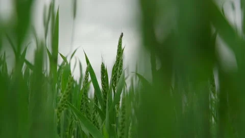 Light summer wind waves green wheat spikes and leaves Video stock 135960742