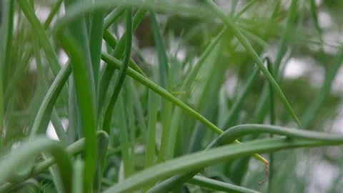 Light summer wind waves long green onion leaves in village Stock Footage 135296778