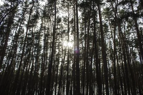 A light of sun between trees in forest. A God light in the misty pine forest Stock Photos