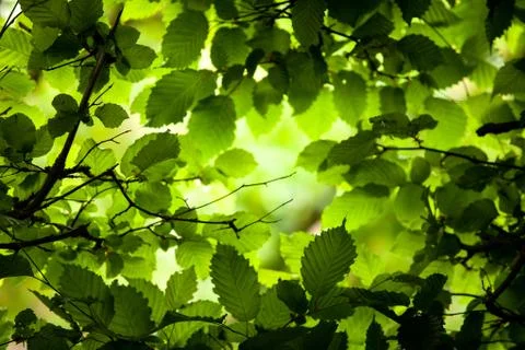 The light of the sun breaks through the dense foliage. Stock Photos