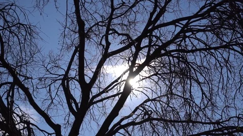 The light of the sun breaks through the trees Stock Footage 116976097