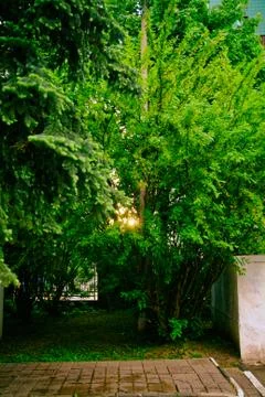 The light of the sun in the evening through the branches of acacia Stock Photos