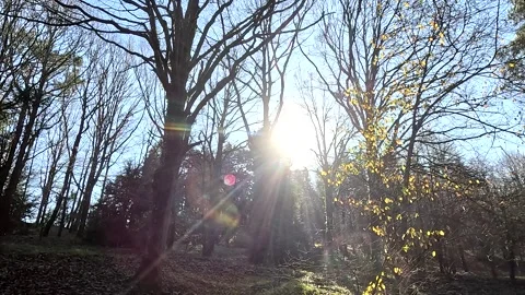 Light Of Sun Forest Nature Stock Footage 260381914