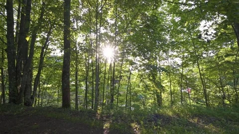 Light of sun in green forest, sunlight shining through tree branches in summer Stock Footage 258350426