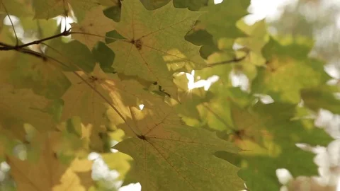 The light of the sun makes its way through the yellow leaves of the maple Stock Footage