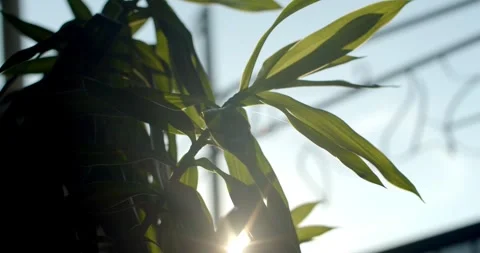 Light from the sun pass through the leaves.Sun shining break through the foliage Stock Footage 254505748