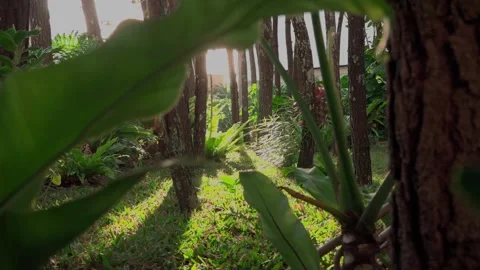 The light of the sun rising between the trees Stock Footage 288653325