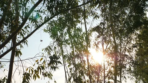 The light of the sun shines through the trees. Stock Footage 86405930