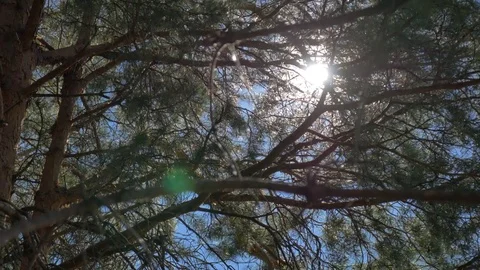 The light of the sun through the branches Stock Footage 81014544