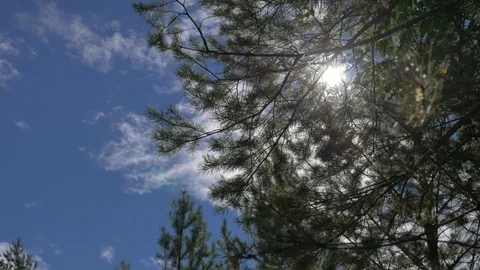 The light of the sun through the branches Stock Footage 81014555