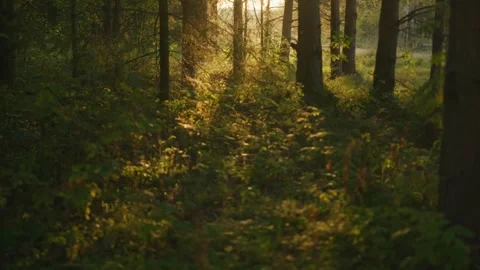 Light of the sun through the trunks of trees highlights the grass in the forest Stock Footage 255636170