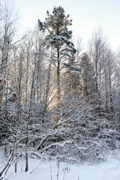 Light of the sun in the winter forest. Foto stock