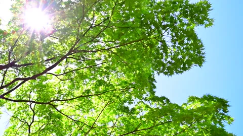 Light of Sunlight Filtering Through Trees and Fresh Greenery Video stock 330733698