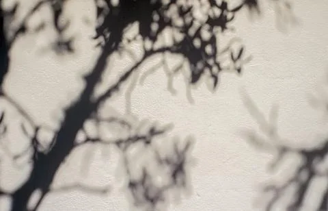The light of the sunrise casts the shadow of the trees Foto stock