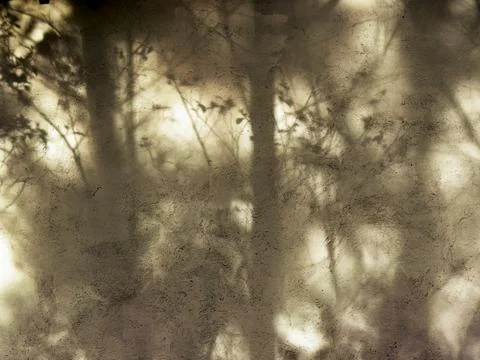 The light of the sunset casts the shadows of some trees on a concrete wall in Stock Photos
