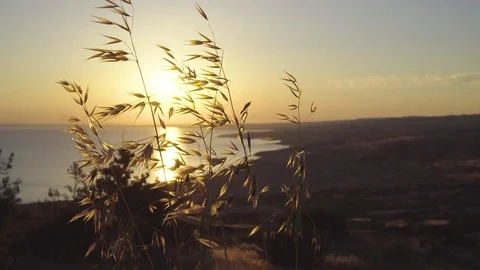 Light of the sunset shines through tallgrass. Handheld shot Video stock 76989081