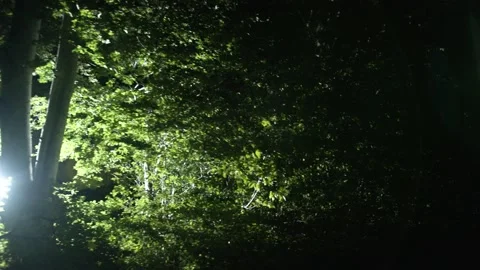 A light sweeps through the forest at night Stock Footage 210397493