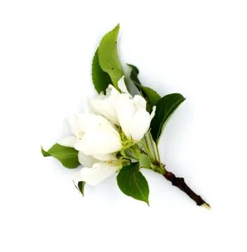 Light tender fruit apple plum pear tree blossom flower isolated on white back Stock Photos