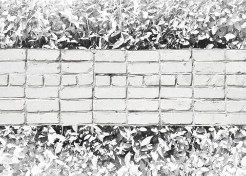 Light texture colorless leaves Stock Photos