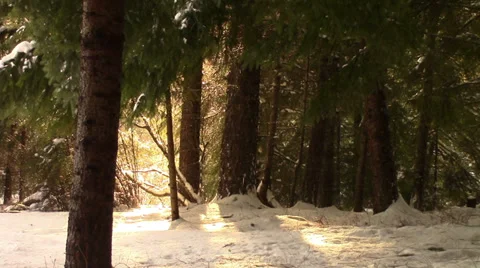 Light, Thaw, and Forest Stock Footage 38690558