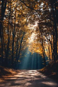 Light through the autumn trees Stock Photos