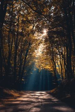 Light through the autumn trees Stock Photos