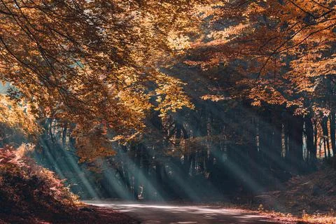 Light through the autumn trees Stock Photos
