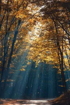 Light through the autumn trees Stock Photos