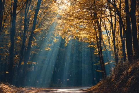Light through the autumn trees Stock Photos