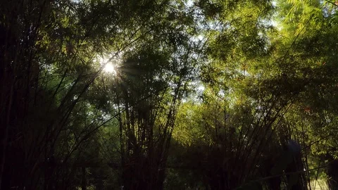 Light through bamboo tree in tropical rain forest. Stock Footage 122263065