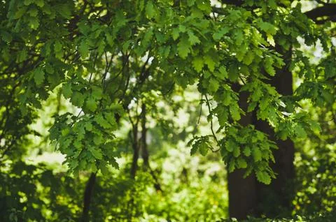 Light through the branches of a tree 6673. Stock Photos