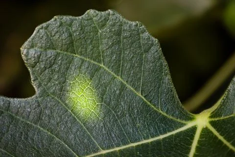 Light through fig leaf Stock Photos